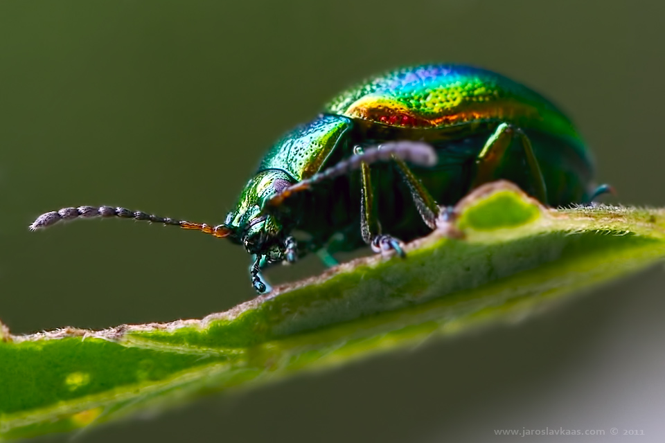 Mandelinka nádherná (Chrysolina fastuosa), Staňkov