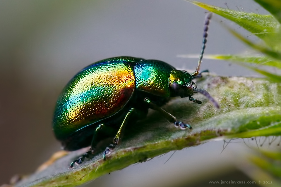 Mandelinka nádherná (Chrysolina fastuosa), Staňkov