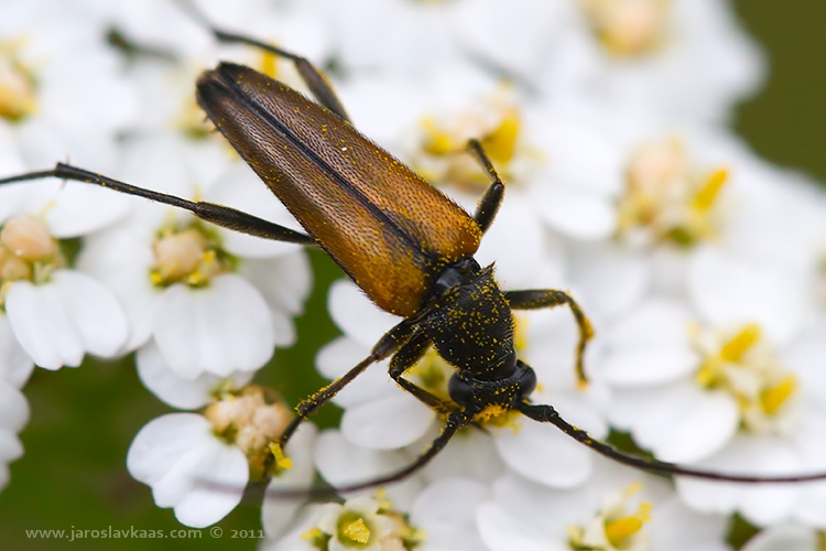 Tesařík černošpičký - samec (Stenurella melanura - male), Staňkov - Krchleby