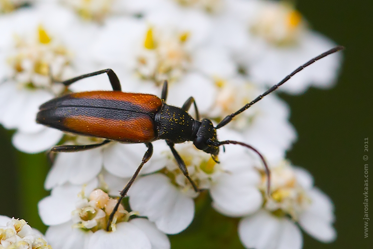 Tesařík černošpičký - samice (Stenurella melanura - female), Staňkov - Krchleby