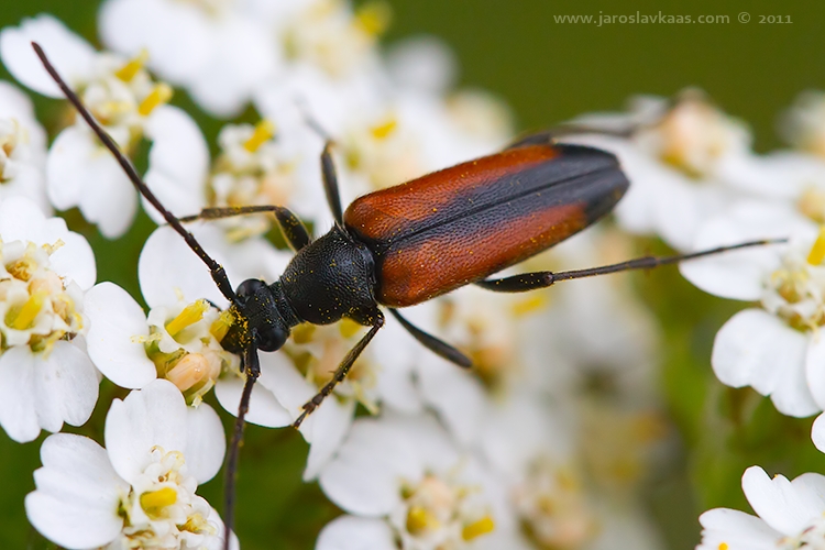 Tesařík černošpičký - samice (Stenurella melanura - female), Staňkov - Krchleby