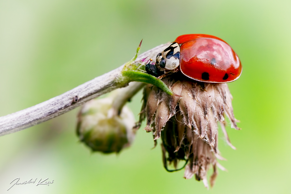 Slunéčko východní - samice (Harmonia axyridis - female), Staňkov - Krchleby