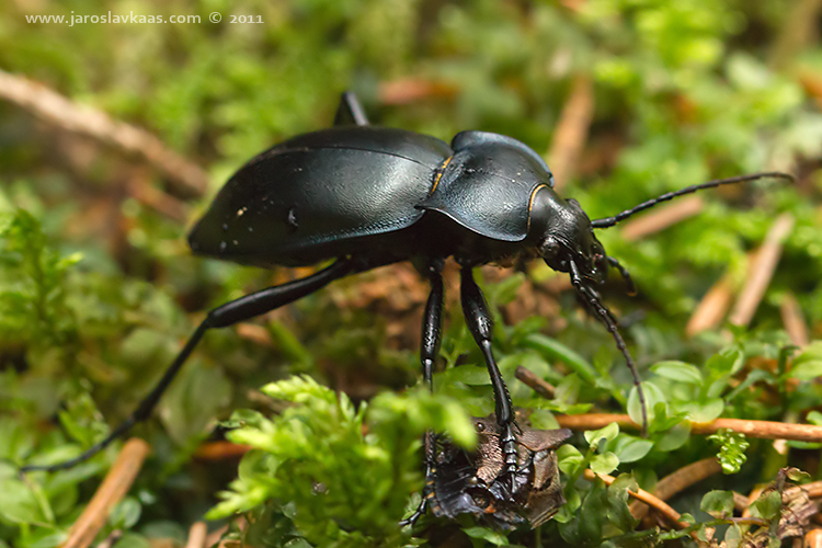 Střevlík hladký (Carabus glabratus), Hradišťany