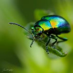 Mandelinka mátová (Chrysolina herbacea), Plzeň, Radčický les