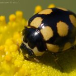 Slunéčko čtyřicetitečné (Coccinula quatuordecimpustulata), Radčický les