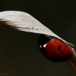 Slunéčko sedmitečné (Coccinella septempunctata), Chlumská hora