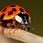 Slunéčko východní - samice (Harmonia axyridis var. novemdecimsignata - female), Stod