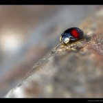 Slunéčko východní (Harmonia axyridis var. spectabilis), Plzeň