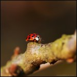 Slunéčko východní (Harmonia axyridis), Staňkov