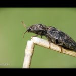 Kovařík šedý (Agrypnus murinus), Plzeň, Radčický les