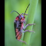 Páteříček obecný (Cantharis rustica), Staňkov