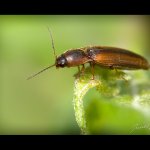 Kovařík lemovaný (Dalopius marginatus), Staňkov - Krchleby