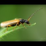 Páteříček (Rhagonycha lignosa), Chlumská hora