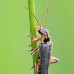 Páteříček černavý / Cantharis nigricans, Chlumská hora