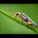 Páteříček černavý (Cantharis nigricans), Chlumská hora