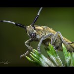 Tesařík úzkoštítý (Agapanthia villosoviridescens), Staňkov - Krchleby