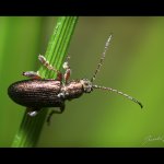 Plateumaris consimilis, Staňkov - Krchleby