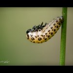 Mandelinka - předkukla (Chrysomela cuprea - prepupa), Hradišťany