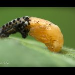 Mandelinka - kuklení (Chrysomela cuprea - pupation), Hradišťany