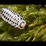 Mandelinka - larva (Chrysomela cuprea - larva), Hradišťany