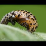 Mandelinka - kuklení (Chrysomela cuprea - pupation), Hradišťany