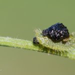 Štítonoš zelený - larva / Cassida cf. viridis - larva / Green Tortoise Beetle, CHKO Pálava, NPR Tabulová
