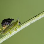 Štítonoš zelený - larva / Cassida cf. viridis - larva / Green Tortoise Beetle, CHKO Pálava, NPR Tabulová