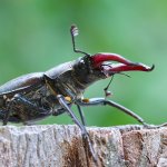 Roháč obecný - samec (Lucanus cervus - male), CHKO Pálava, Klentnice