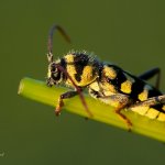 Plagionotus floralis - male, CHKO Pálava, NPR Tabulová