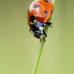 Slunéčko sedmitečné / Coccinella septempunctata / 7-spot Ladybird, CHKO Pálava, Klentnice, kamenný kruh