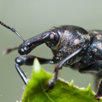 Klikoroh devětsilový (Liparus glabrirostris), Krkonošský národní park