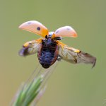 Slunéčko sedmitečné (Coccinella septempunctata), Krkonošský národní park