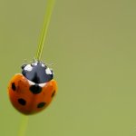 Slunéčko sedmitečné (Coccinella septempunctata), Krkonošský národní park