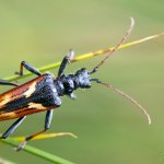 Kousavec dvoupáskovaný (Rhagium bifasciatum), Krkonošský národní park