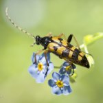 Tesařík ozbrojený / Leptura maculata var. seminotata / Spotted Longhorn, Hradišťany