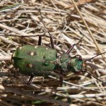 Svižník polní (Cicindela campestris), Hradišťany