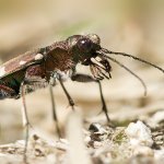 Svižník (Cicindela soluta), Großtaxenwald, Rakousko