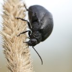 Bázlivec vratičový - samice (Galeruca tanaceti tanaceti - female), Hradišťany