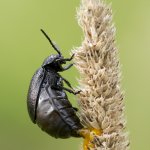 Bázlivec vratičový - samice (Galeruca tanaceti tanaceti - female), Hradišťany