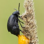 Bázlivec vratičový - samice (Galeruca tanaceti tanaceti - female), Hradišťany