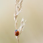 Slunéčko sedmitečné (Coccinella septempunctata), Chlumská hora