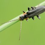 Páteříček tmavý / Cantharis obscura, Národní park Podyjí