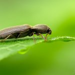 Kovařík pýřitý / Agriotes pilosellus, Národní park Podyjí