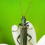 Stehenáč zelenavý, samec / Oedemera virescens, male, Národní park Podyjí