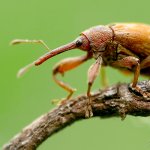 Květopas peckový / Anthonomus rectirostris, Národní park Podyjí