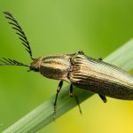 Kovařík zelený, samec / Ctenicera pectinicornis, male, Nationalpark Thayatal, Rakousko