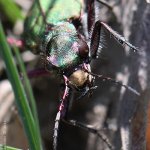 Svižník polní (Cicindela campestris), Hradišťany