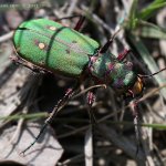 Svižník polní (Cicindela campestris), Hradišťany