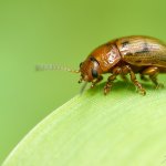 Mandelinka / Gonioctena quinquepunctata, Krušné hory, Přírodní park Bezručovo údolí