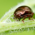 Mandelinka / Chrysolina staphylaea, Krušné hory, Přírodní park Bezručovo údolí